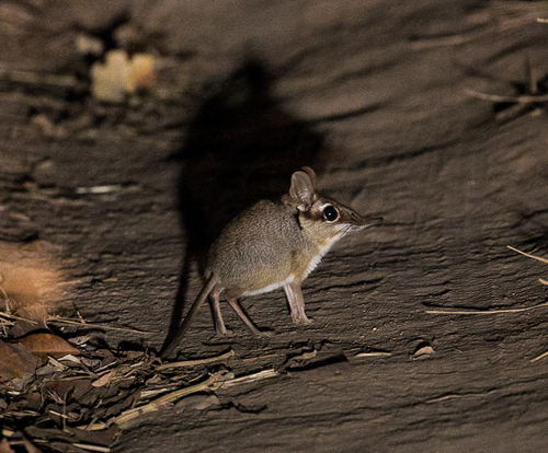 Four-toed Sengi