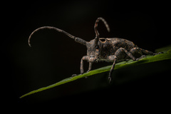 Mesosa curculionoides