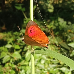 Lepidoptera