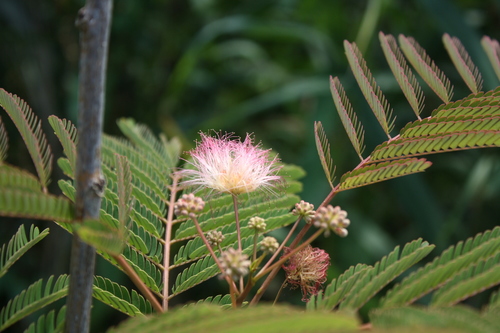 Albizia julibrissin