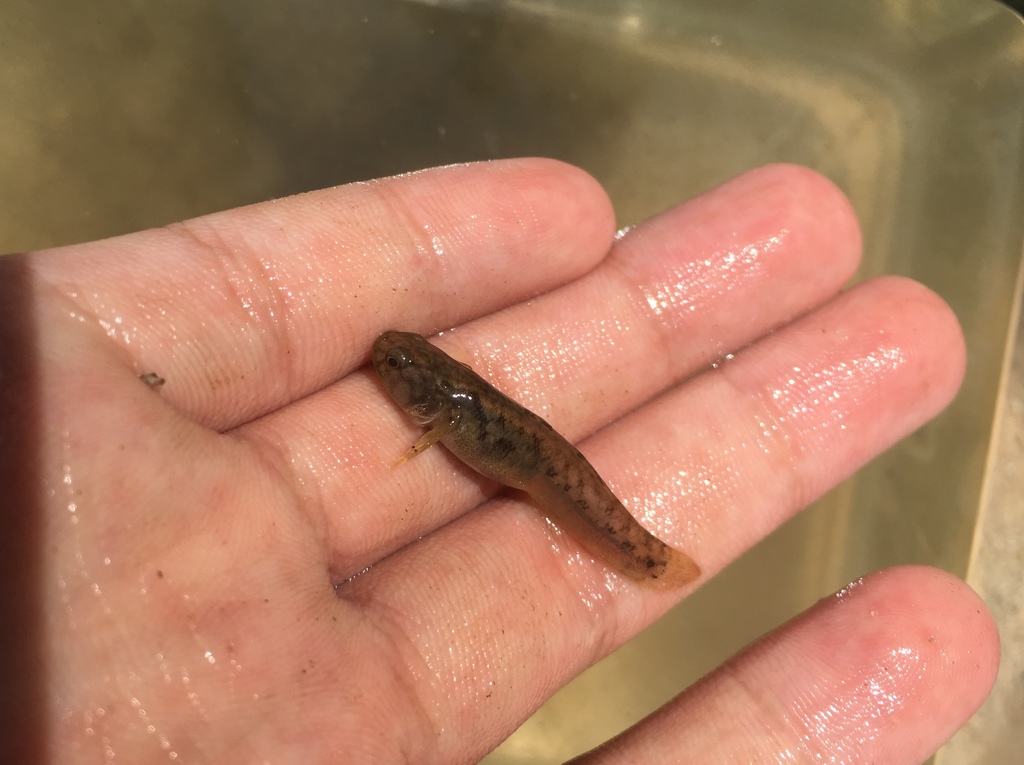 Stigmate mangrove goby (Mugilogobius stigmaticus) — Gobiidae