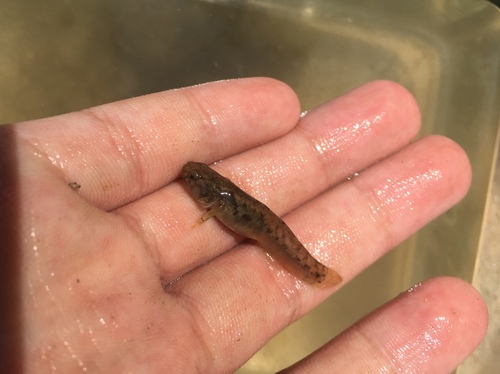 Vlek-mangrovegrondel (Mugilogobius stigmaticus) — Gobiidae