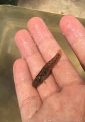 Mugilogobius stigmaticus