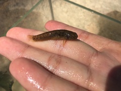 Mugilogobius stigmaticus