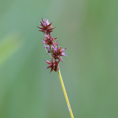 Carex echinata echinata