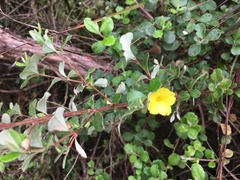 Hibbertia truncata