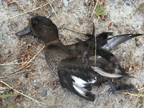 New Zealand Scaup