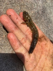 Cryptocentroides gobioides