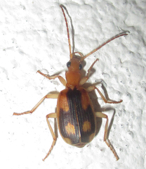 Brachininae