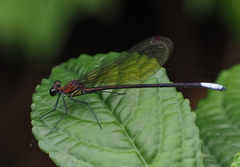Mnais andersoni