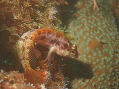 Alloclinus holderi