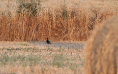 Francolinus francolinus