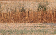 Francolinus francolinus