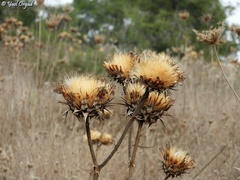 Cynara syriaca
