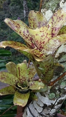 Neoregelia pauciflora