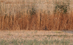 Francolinus francolinus