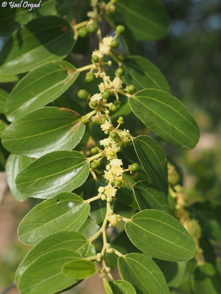 Christ's thorn jujube (Plants of the Hajar) · iNaturalist