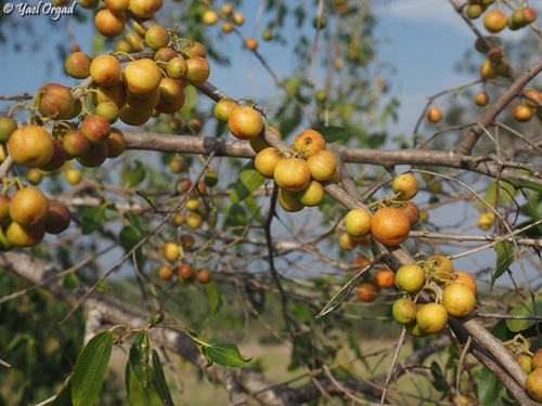 Christ's thorn jujube