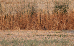 Francolinus francolinus