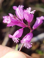 Polygala nicaeensis
