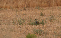 Francolinus francolinus