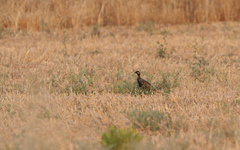 Francolinus francolinus