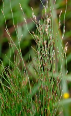 Restio decipiens