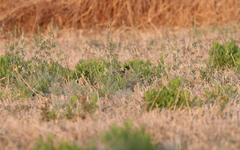 Francolinus francolinus