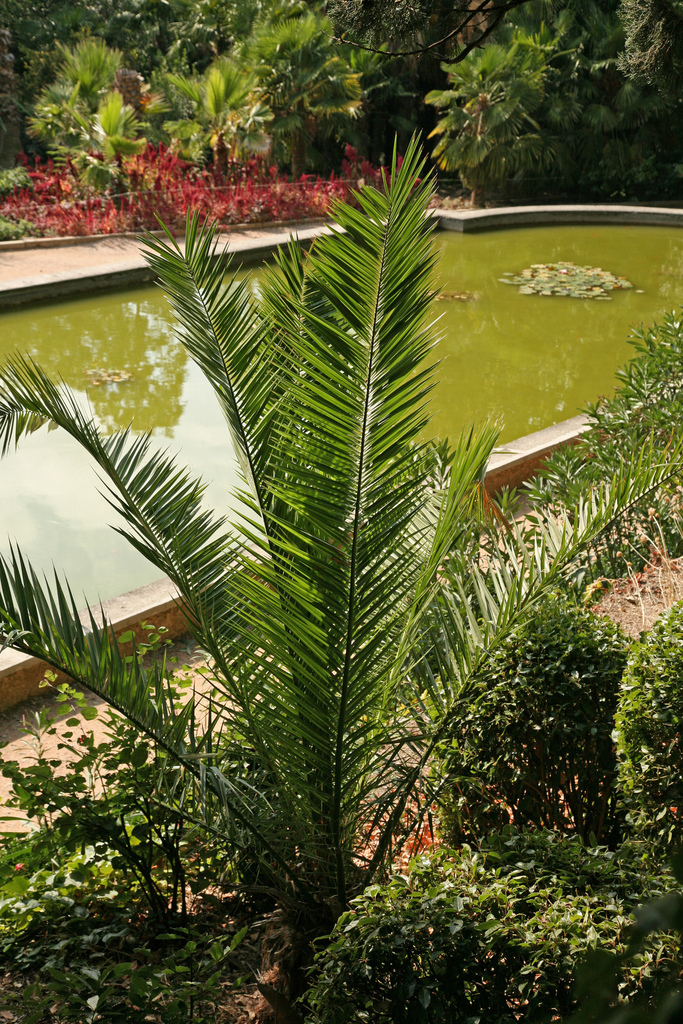 Canary Island palm from Crimea, Great Yalta, Nikita, Nikita Botanical Garden on September 21