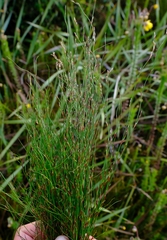 Restio decipiens