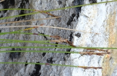 Schoenus submarginalis