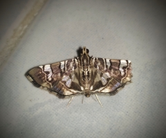 Chabula acamasalis