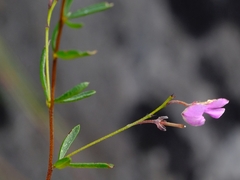 Indigofera concava