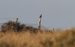 Francolinus francolinus