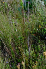 Schoenus submarginalis