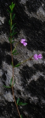 Indigofera concava