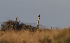 Francolinus francolinus