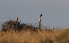 Francolinus francolinus