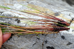 Schoenus submarginalis