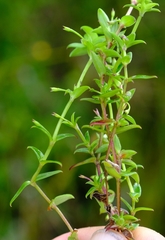 Carpacoce spermacocea