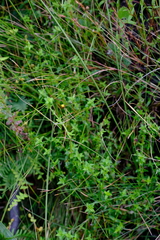 Carpacoce spermacocea