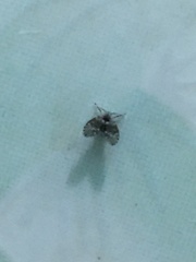 Clogmia albipunctata