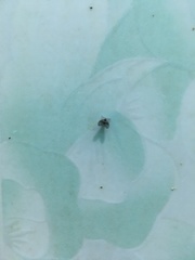 Clogmia albipunctata