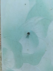 Clogmia albipunctata