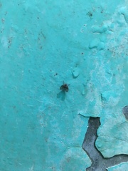 Clogmia albipunctata