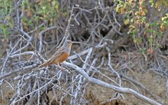 Emberiza caesia
