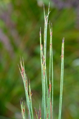 Schoenus quadrangularis
