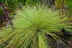 Ficinia quinquangularis