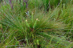 Schoenus quadrangularis