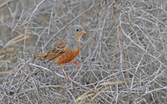 Emberiza caesia